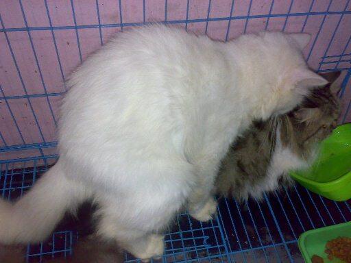 obral murah kitten persia