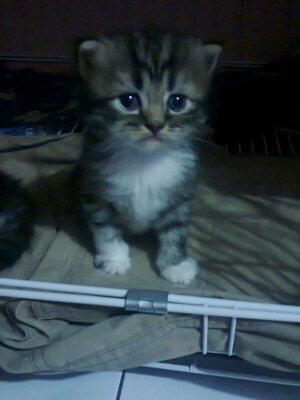 obral murah kitten persia