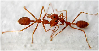 Alasan Mengapa Semut Berhenti Sejenak Bila Berpapasan dengan Semut Lainnya.