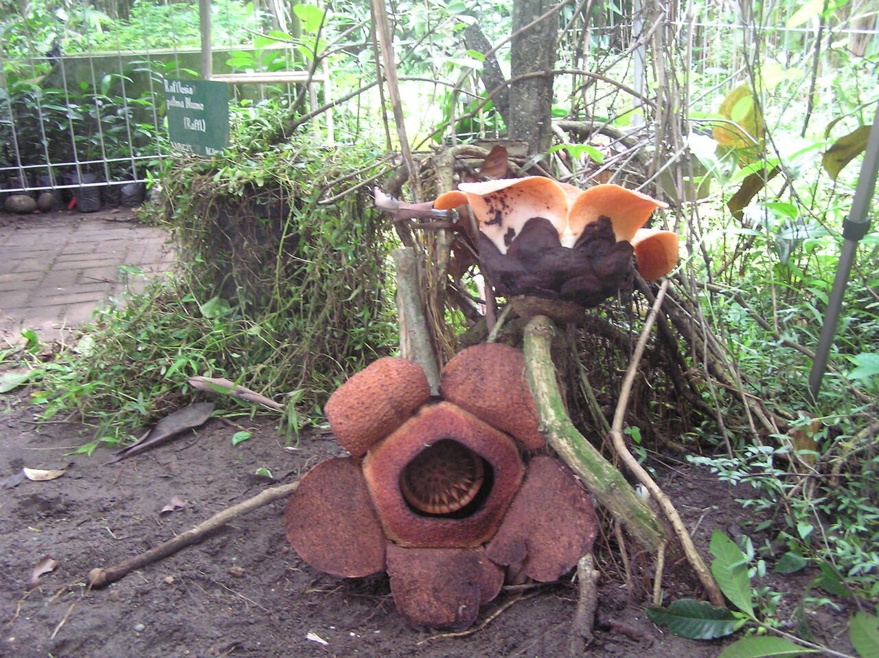  Bunga  Rafflesia  patma Mekar Di  Kebun  Raya  Bogor  LIPI 