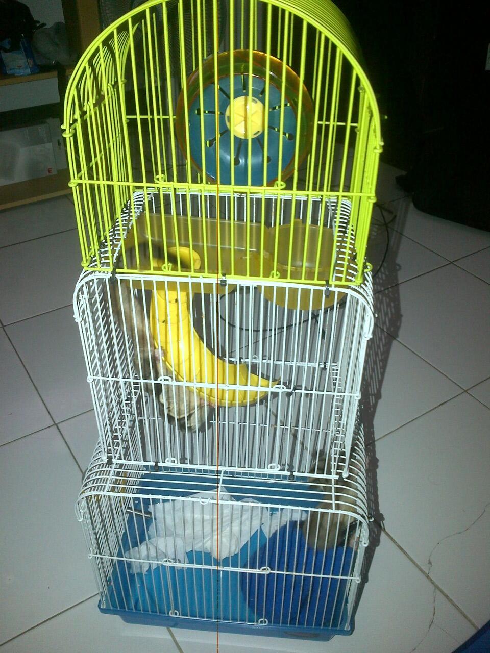 Sugar Glider CB Sepasang (Jinak Total) +banyak bonus