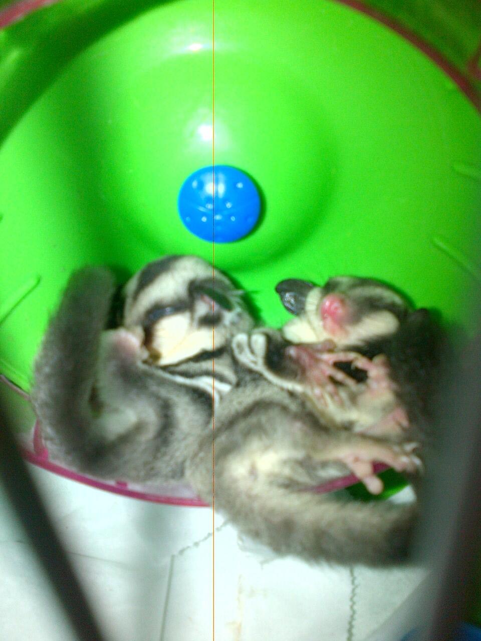 Sugar Glider CB Sepasang (Jinak Total) +banyak bonus
