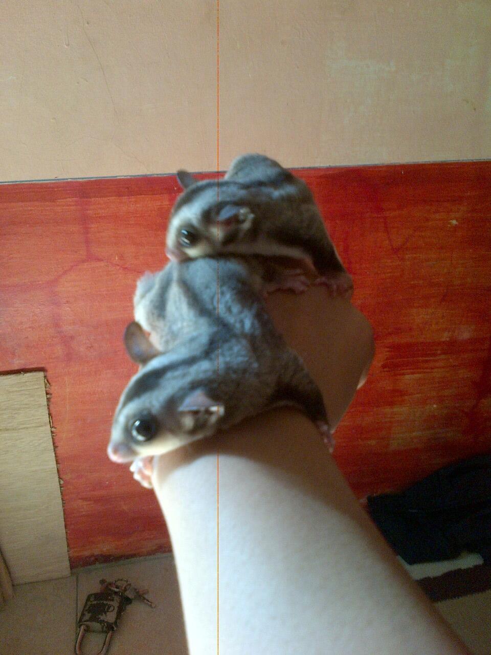Sugar Glider CB Sepasang (Jinak Total) +banyak bonus