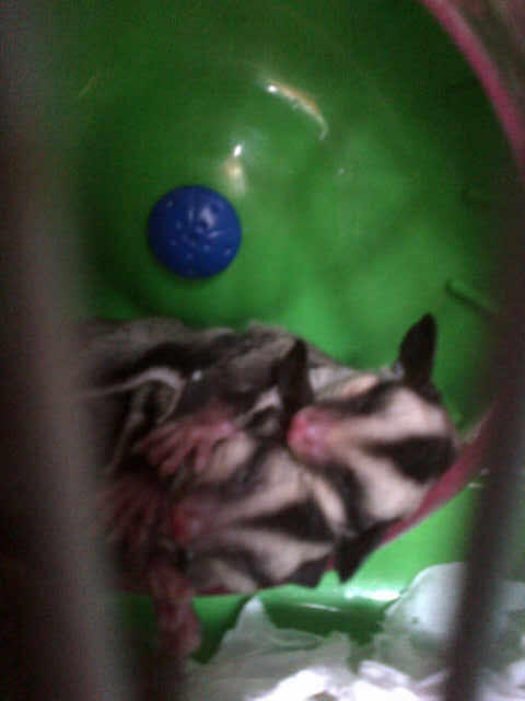 Sugar Glider CB Sepasang (Jinak Total) +banyak bonus