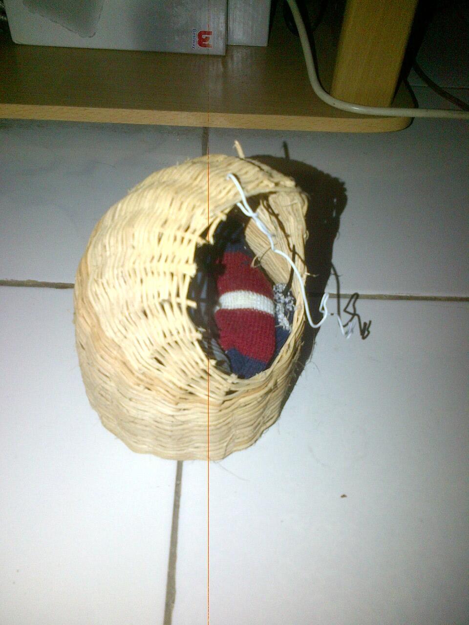 Sugar Glider CB Sepasang (Jinak Total) +banyak bonus