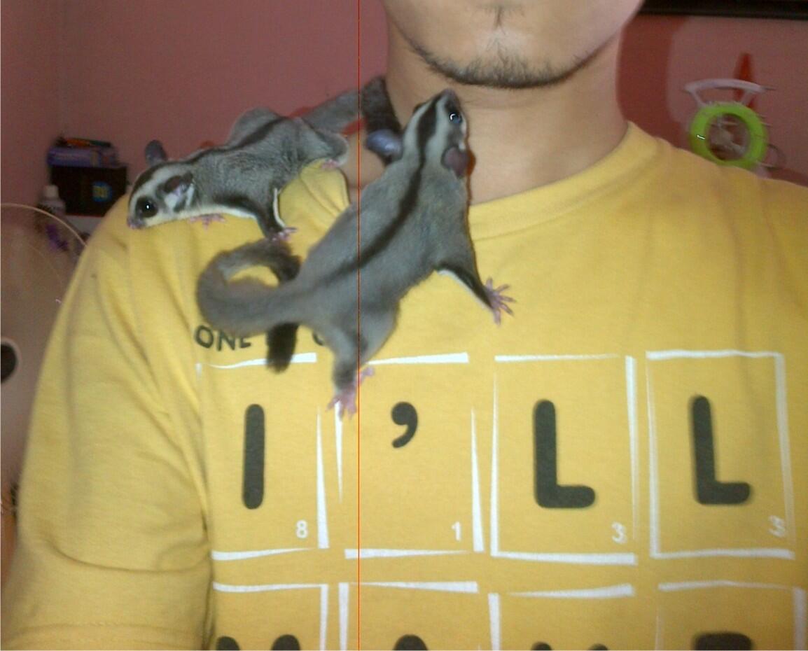 Sugar Glider CB Sepasang (Jinak Total) +banyak bonus