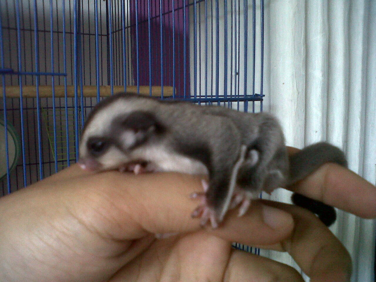 sugar glider joey