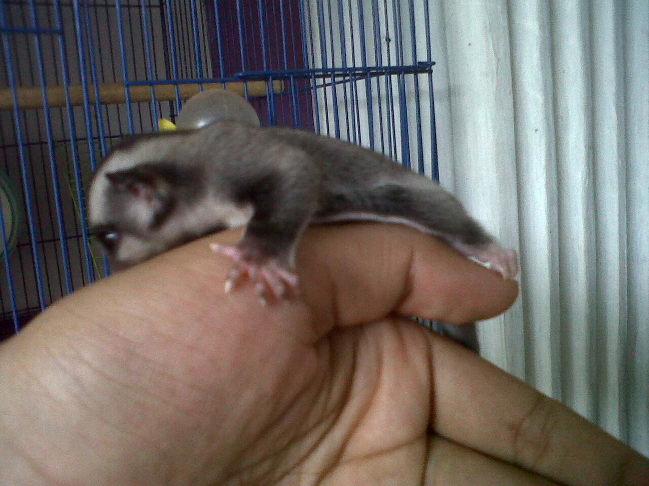 sugar glider joey