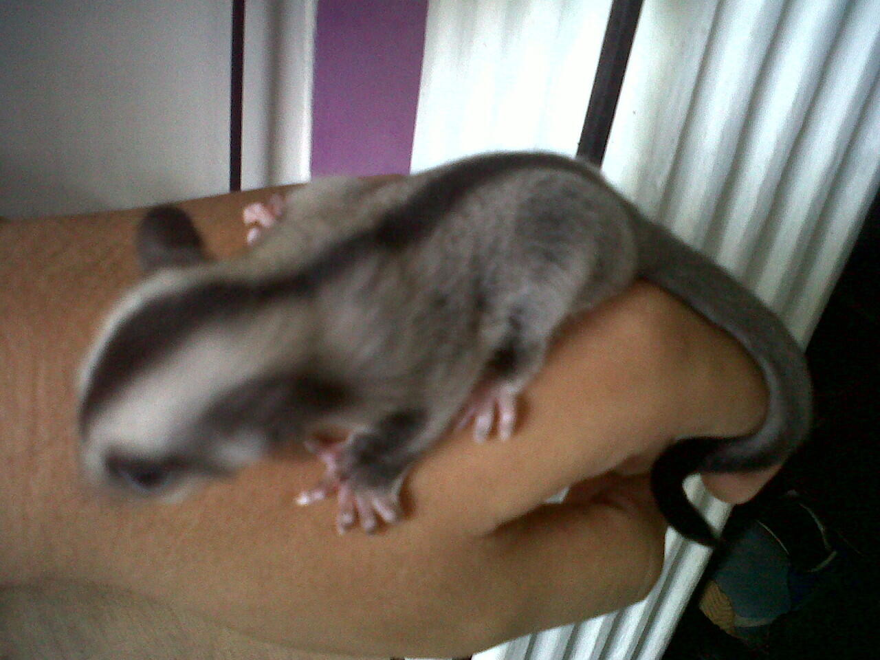 sugar glider joey