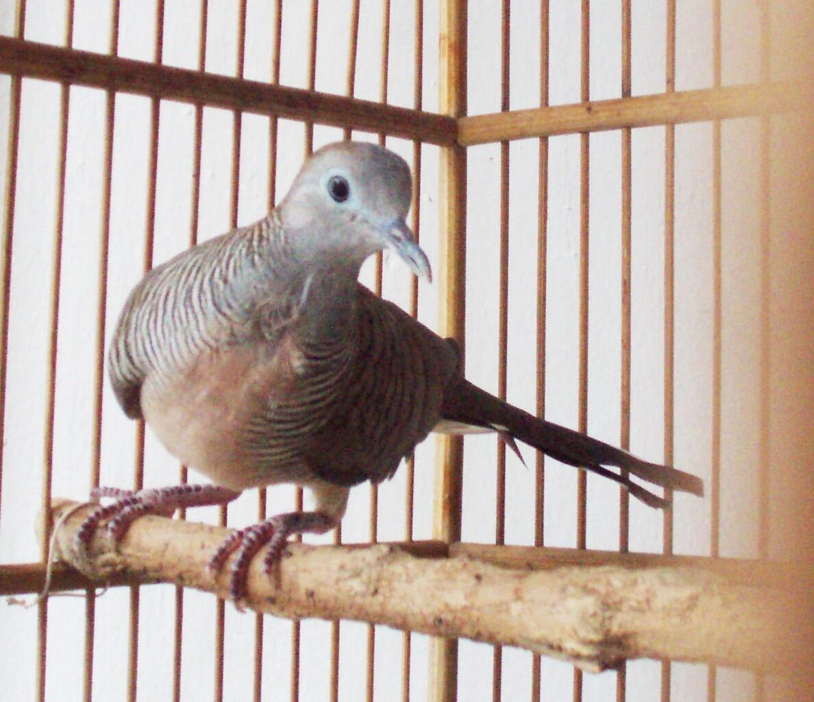 Terjual Perkutut Juara Lomba Nasional Dari Cirebon Kaskus