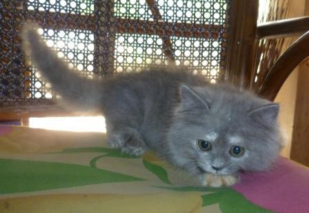 ANAKAN KUCING PERSIA MEDIUM IMUT&LUCU;