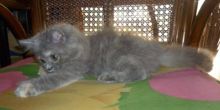ANAKAN KUCING PERSIA MEDIUM IMUT&LUCU;