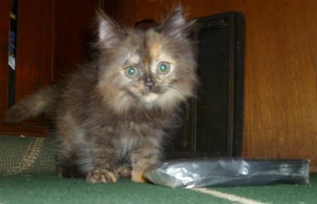 ANAKAN KUCING PERSIA MEDIUM IMUT&LUCU;