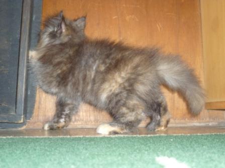 ANAKAN KUCING PERSIA MEDIUM IMUT&LUCU;
