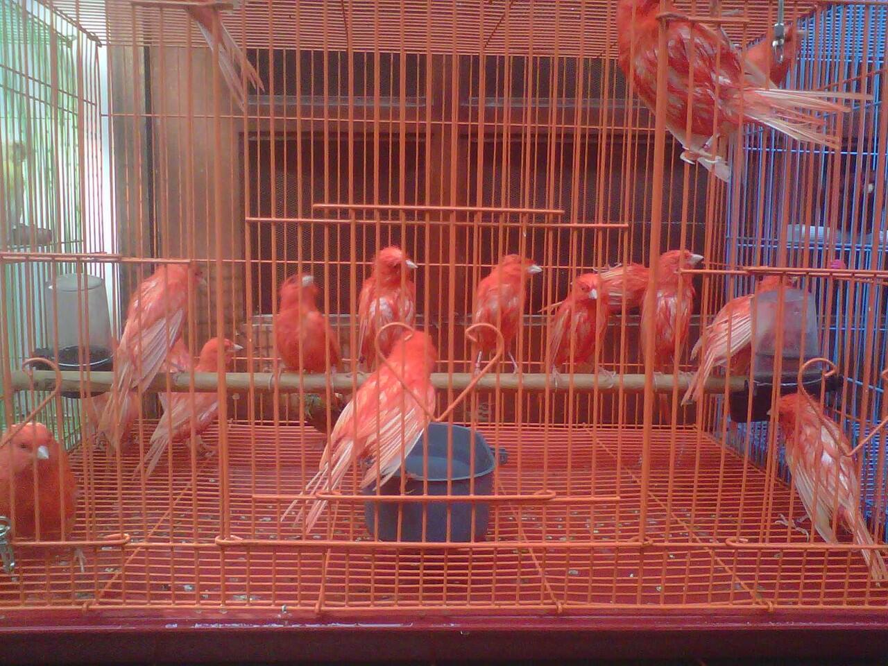 Cari JUAL SEMUA JENIS BURUNG KENARI IMPORT  KASKUS