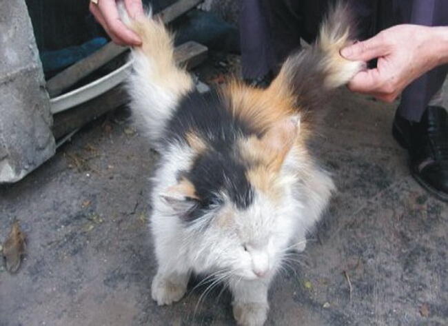 Lahirnya Kucing bersayap di China