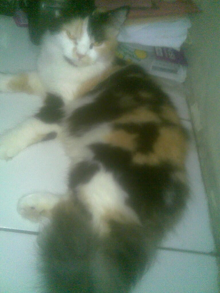 PERSIA CALICO BETINA & 2 KITTEN ANGGORA MURMER, gan...!!!