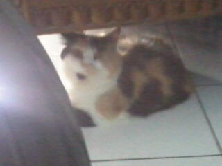 PERSIA CALICO BETINA & 2 KITTEN ANGGORA MURMER, gan...!!!
