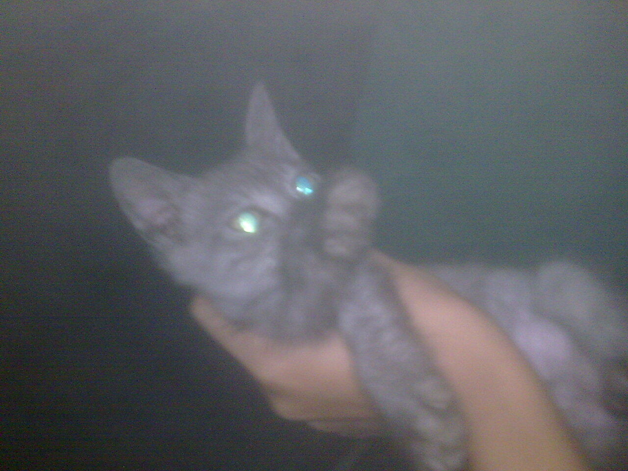 PERSIA CALICO BETINA & 2 KITTEN ANGGORA MURMER, gan...!!!