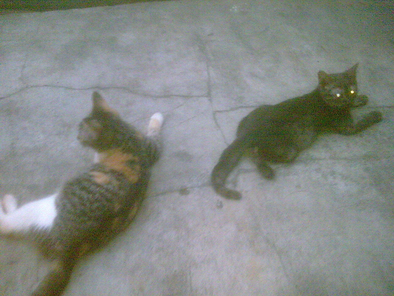PERSIA CALICO BETINA & 2 KITTEN ANGGORA MURMER, gan...!!!