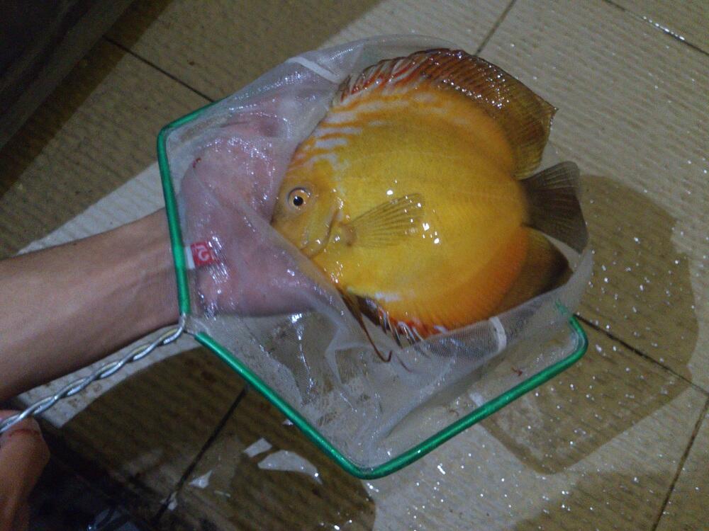 cari jual ikan discus diskus borongan murah kaskus cari jual ikan discus diskus borongan murah kaskus