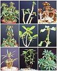 Jual biji/bibit tanaman exotic