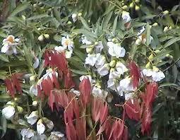 Jual biji/bibit tanaman exotic