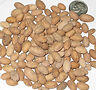 Jual biji/bibit tanaman exotic