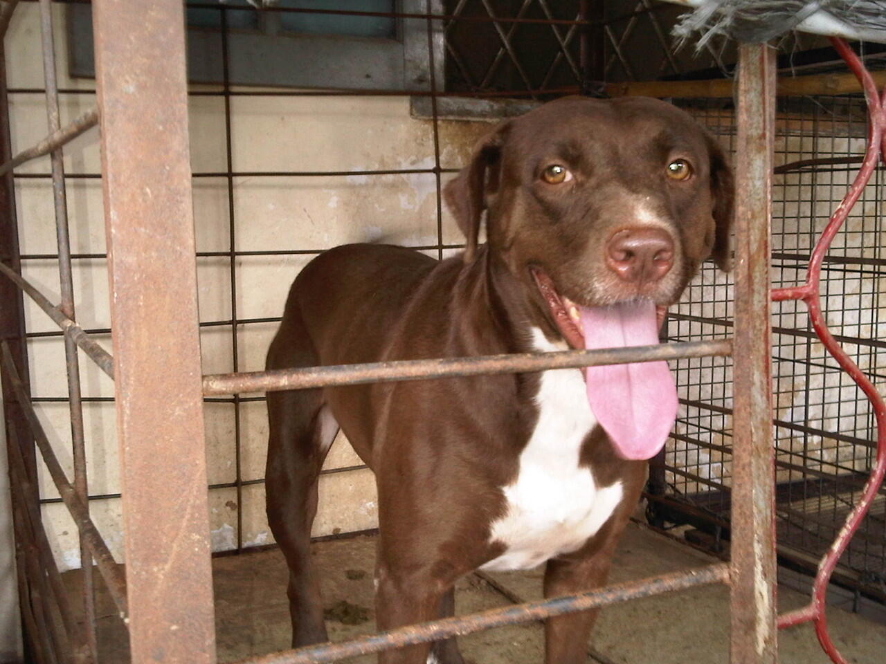 Jual pitbull betina