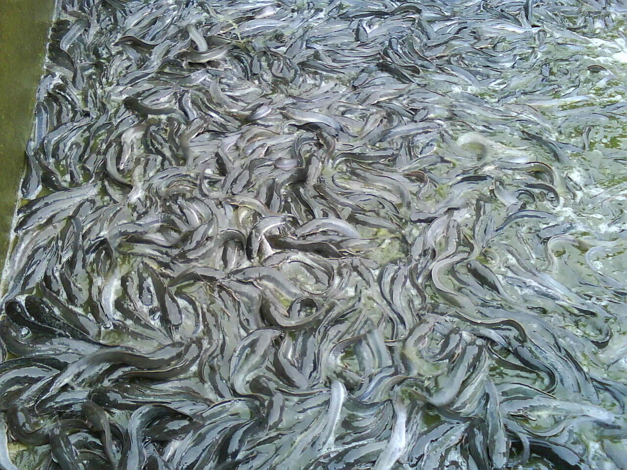 jual ikan lele murah
