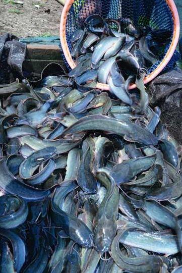 jual ikan lele murah