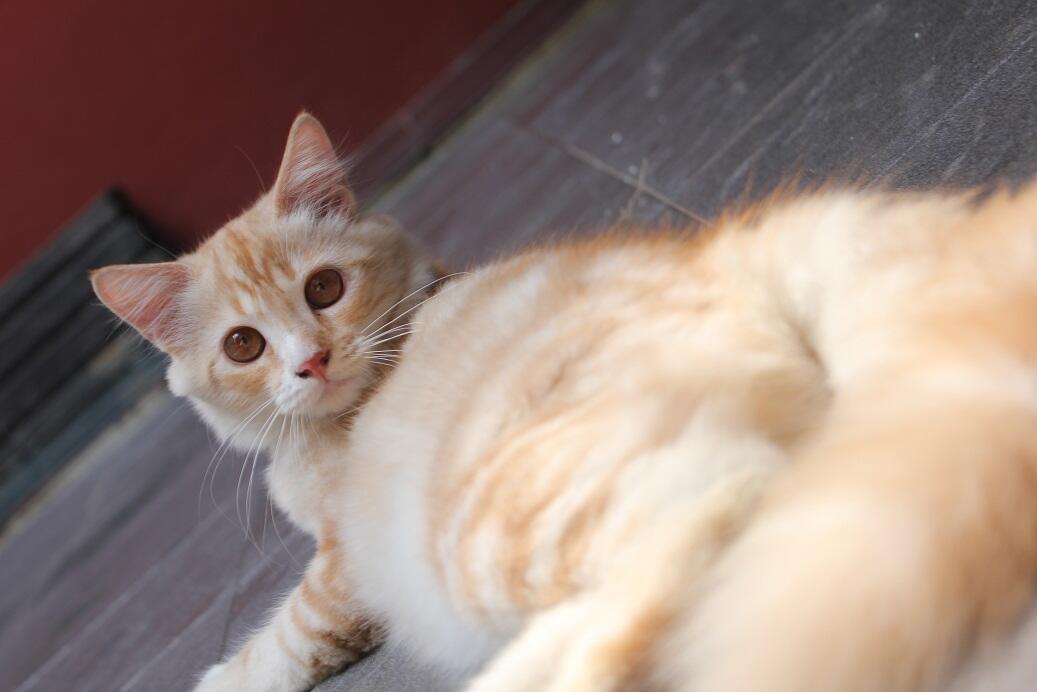 JUAL KUCING PERSIA SIAM !!! Cepat !!