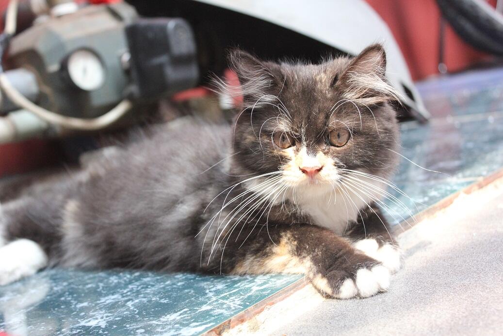 JUAL KUCING PERSIA SIAM !!! Cepat !!