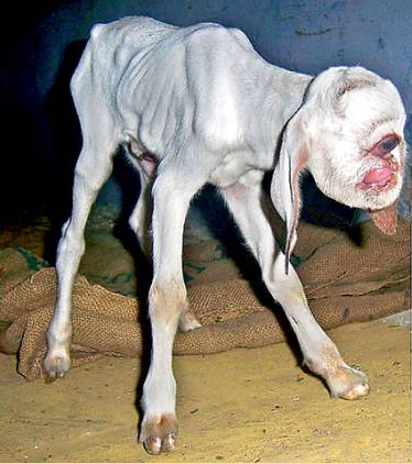Kambing bermata satu, Goatclops?