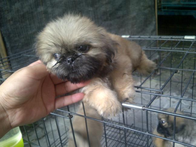 Pekingese Betina non stamboom murah meriah