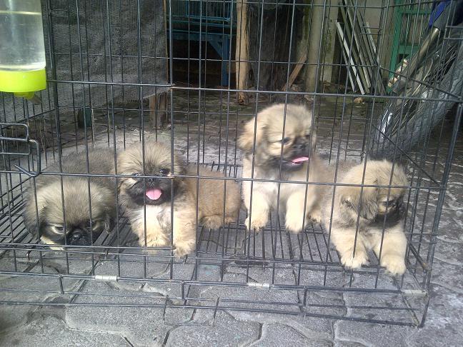 Pekingese Betina non stamboom murah meriah