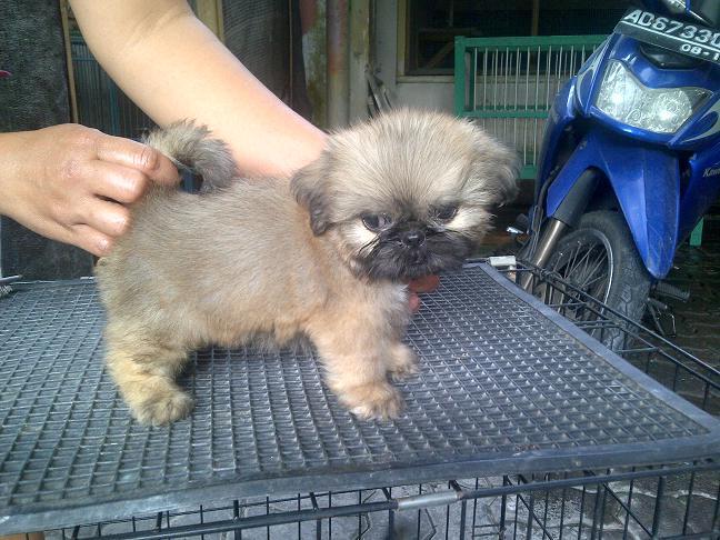 Pekingese Betina non stamboom murah meriah