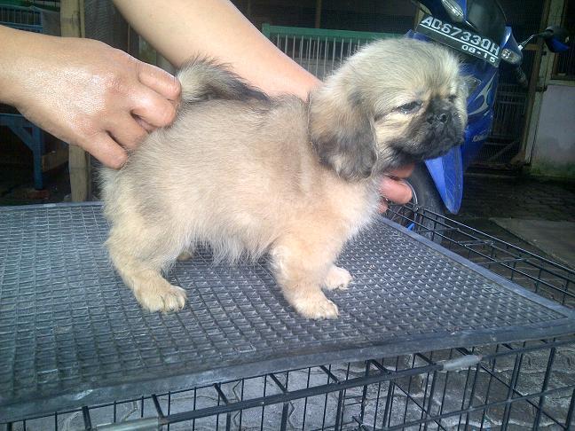 Pekingese Betina non stamboom murah meriah