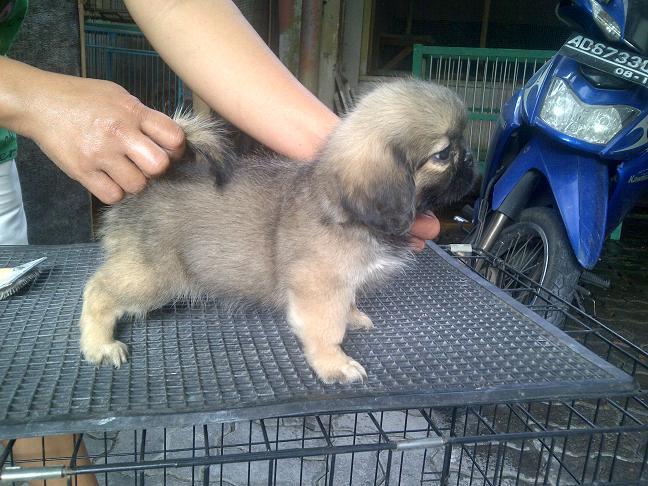 Pekingese Betina non stamboom murah meriah