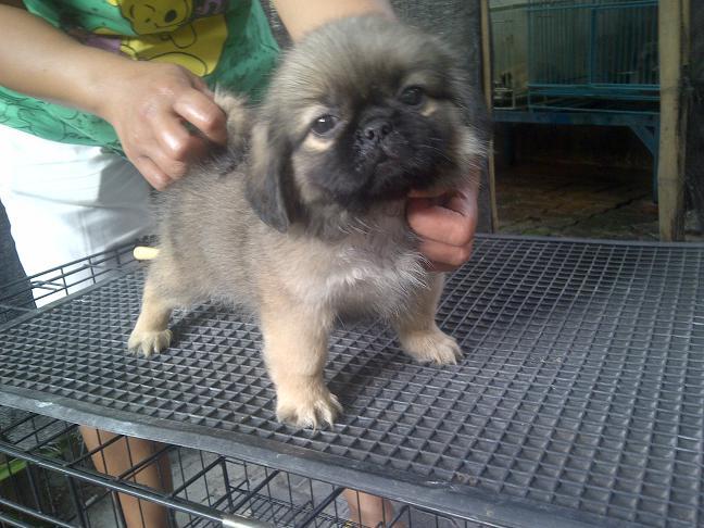 Pekingese Betina non stamboom murah meriah