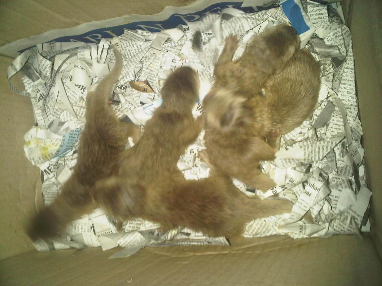 otter ( linsang )