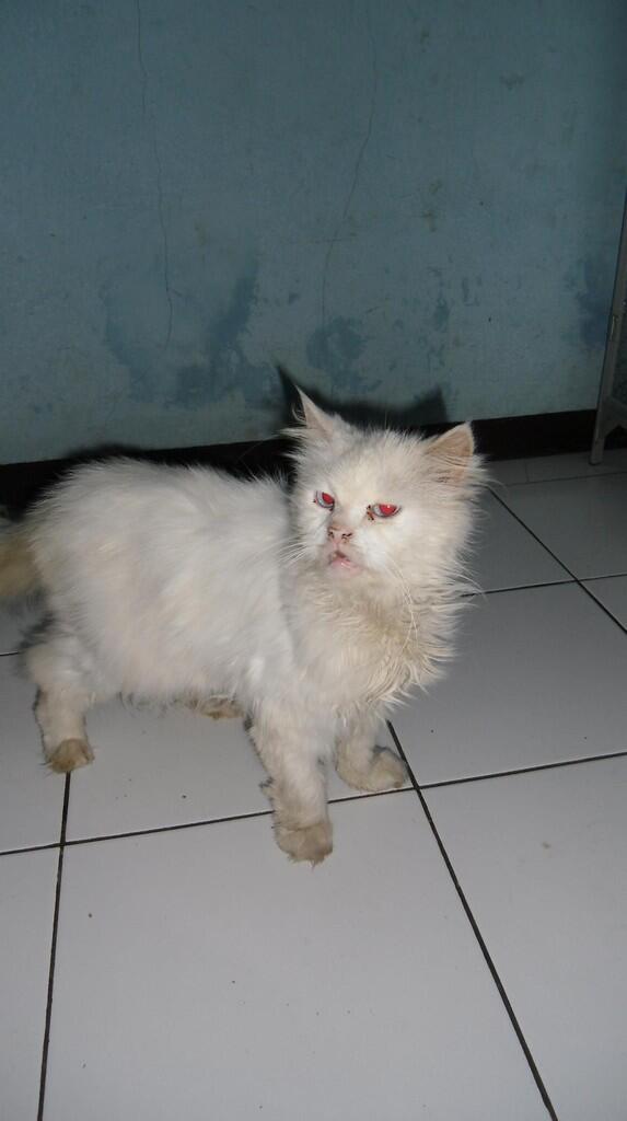 jual kucing persia white solid betina