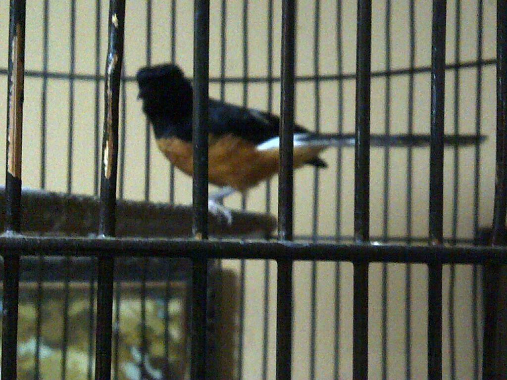 Jual Murai Lampung dan Lovebirds Ijo