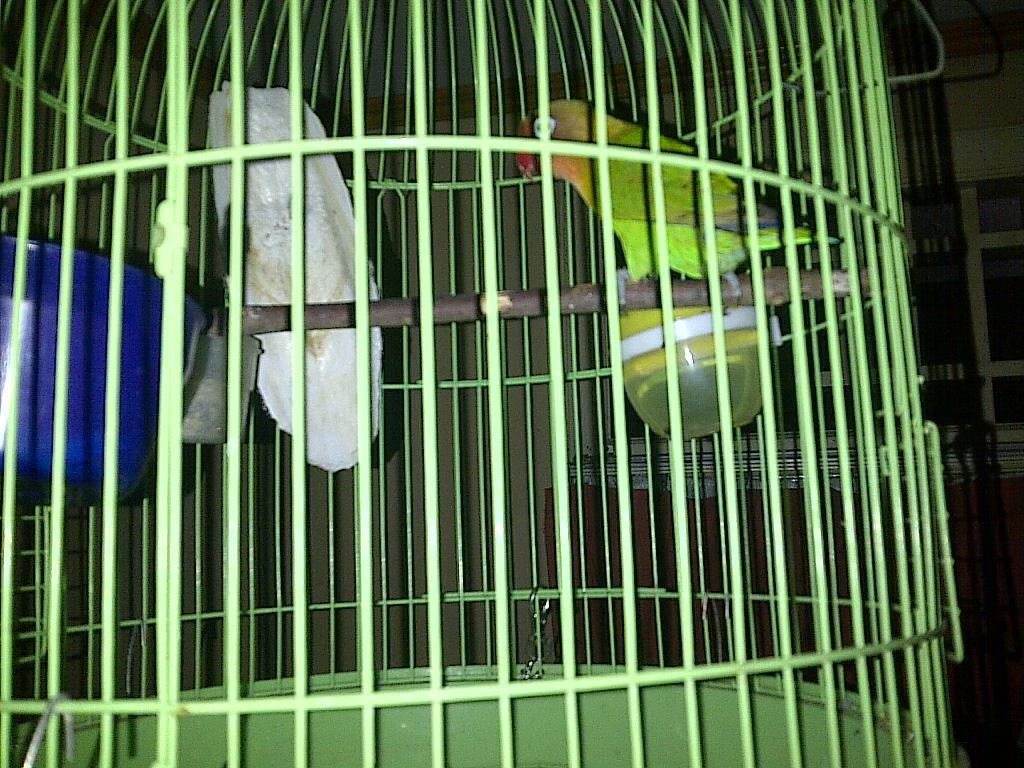 Jual Murai Lampung dan Lovebirds Ijo