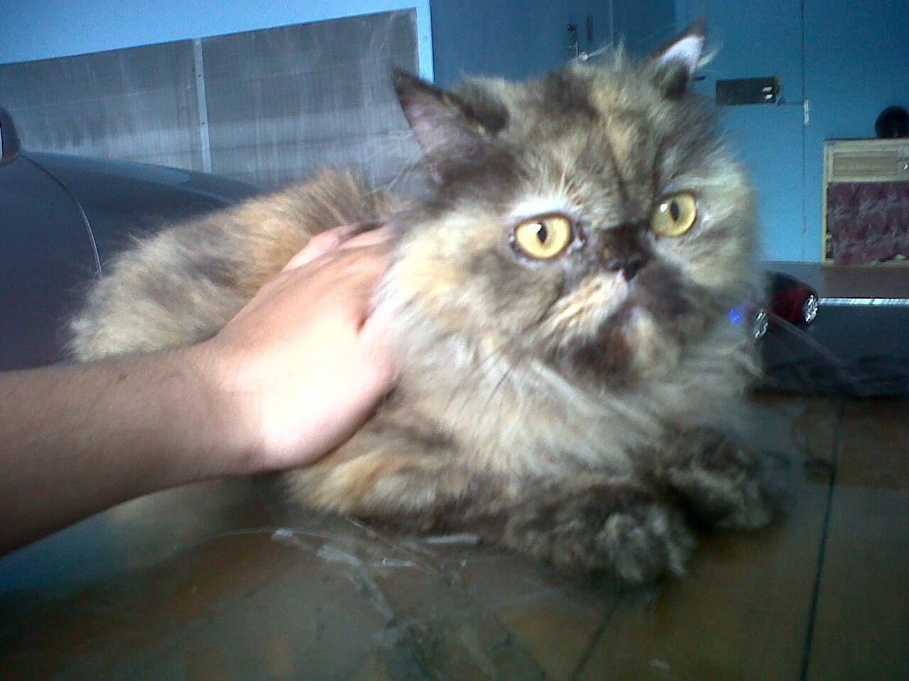 Kucing Persia Peaknose Betina 2 Tahun Murah