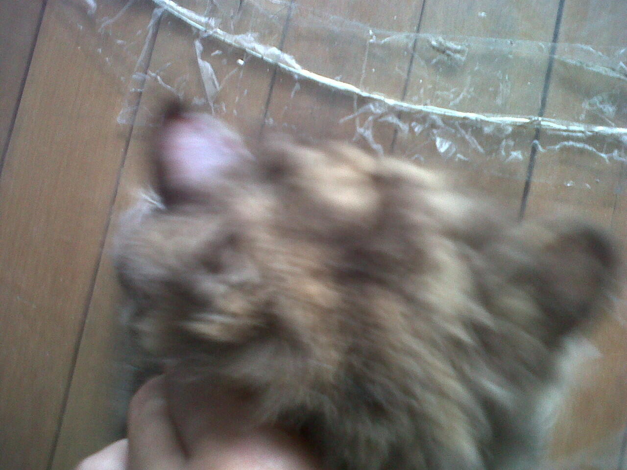 Kucing Persia Peaknose Betina 2 Tahun Murah