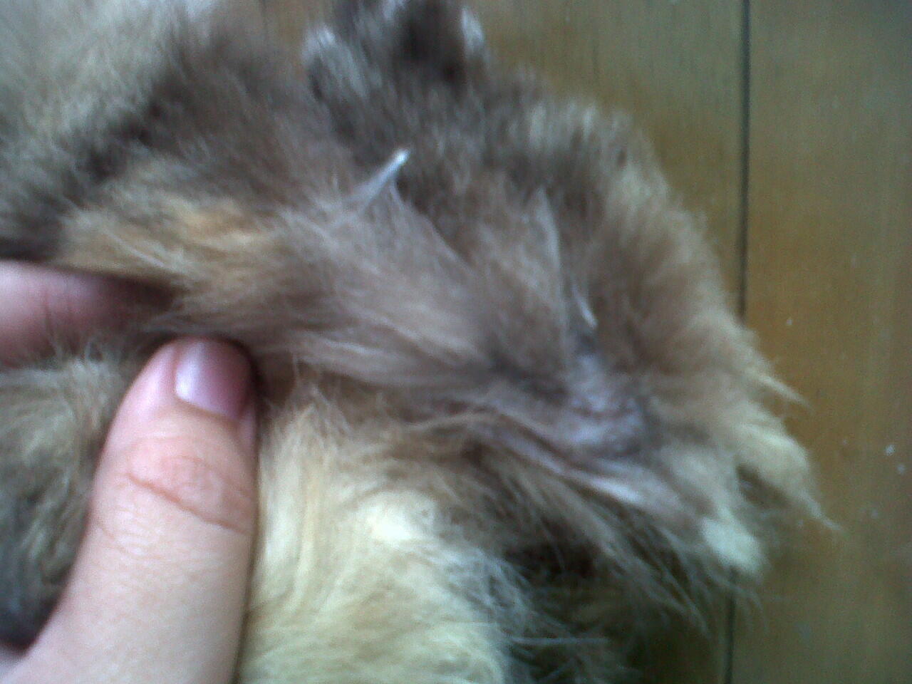 Kucing Persia Peaknose Betina 2 Tahun Murah