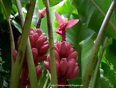 Pisang Kok Warnanya Pink??? (No Sotosop)