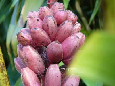 Pisang Kok Warnanya Pink??? (No Sotosop)