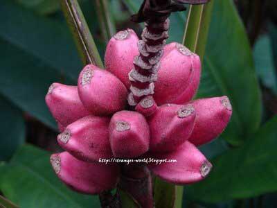 Pisang Kok Warnanya Pink??? (No Sotosop)